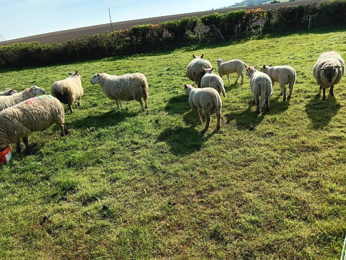 Ewes and lambs - Image 3
