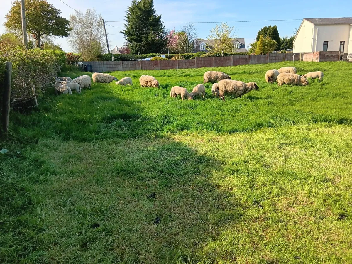 Ewes and lambs - Image 4