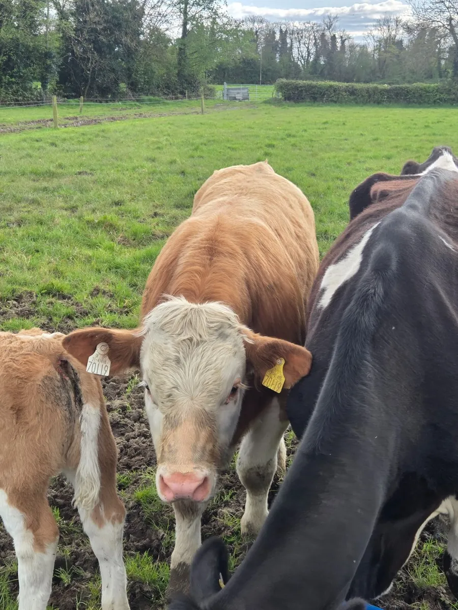 Cow with calf - Image 4