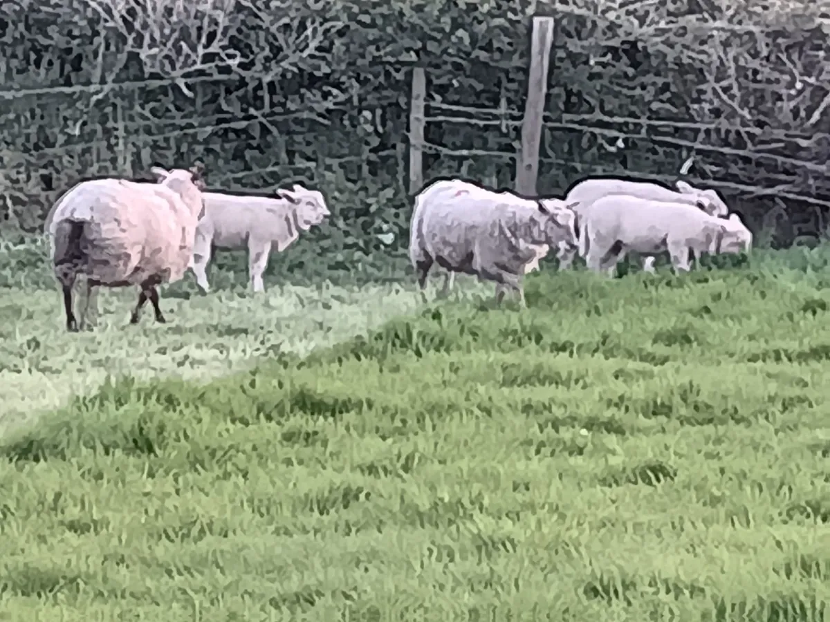 Ewes and lambs - Image 1