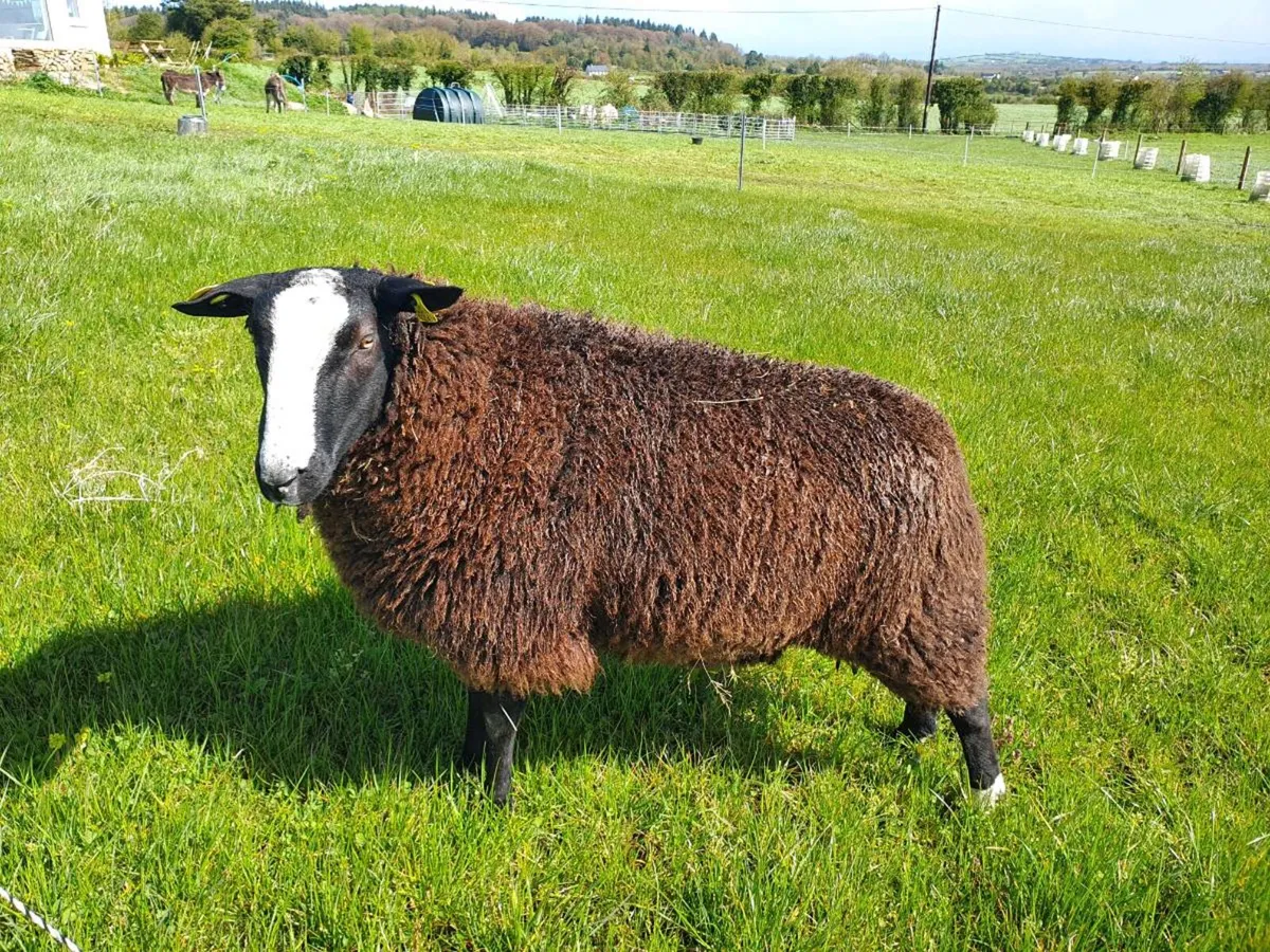 Zwartbles RAM - Image 1