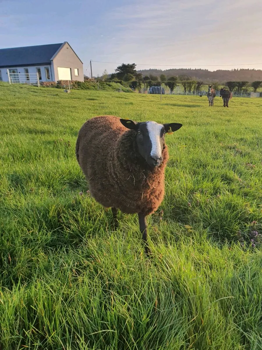 Zwartbles RAM - Image 2