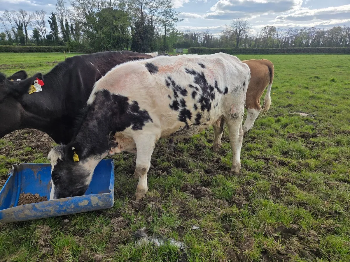 Cow with calf - Image 3