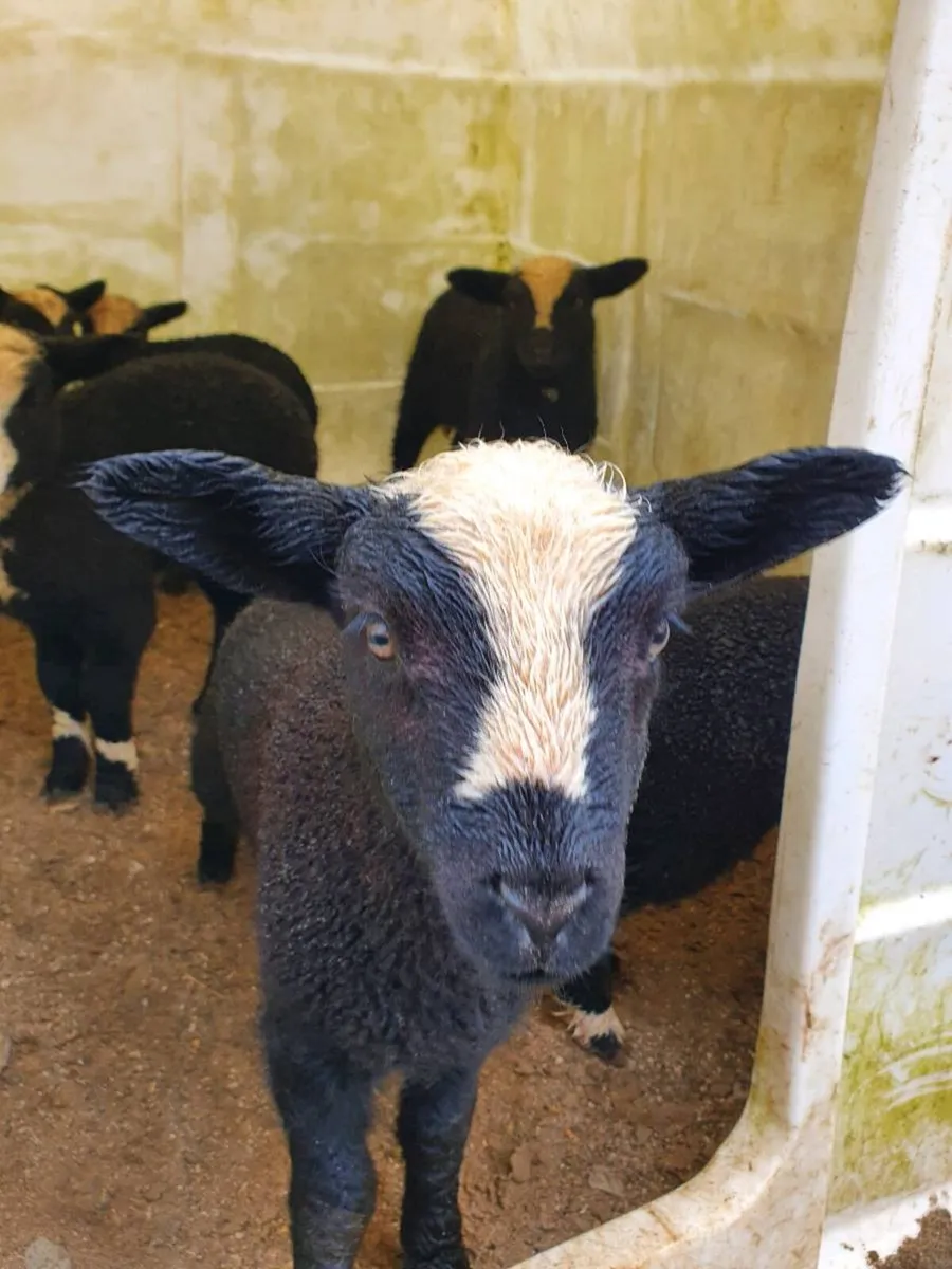 Zwartbles RAM - Image 4