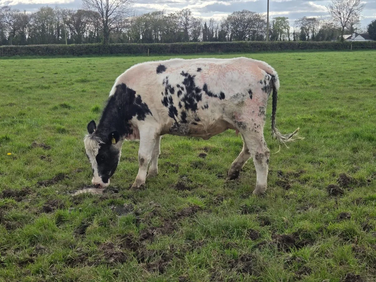 Cow with calf - Image 2