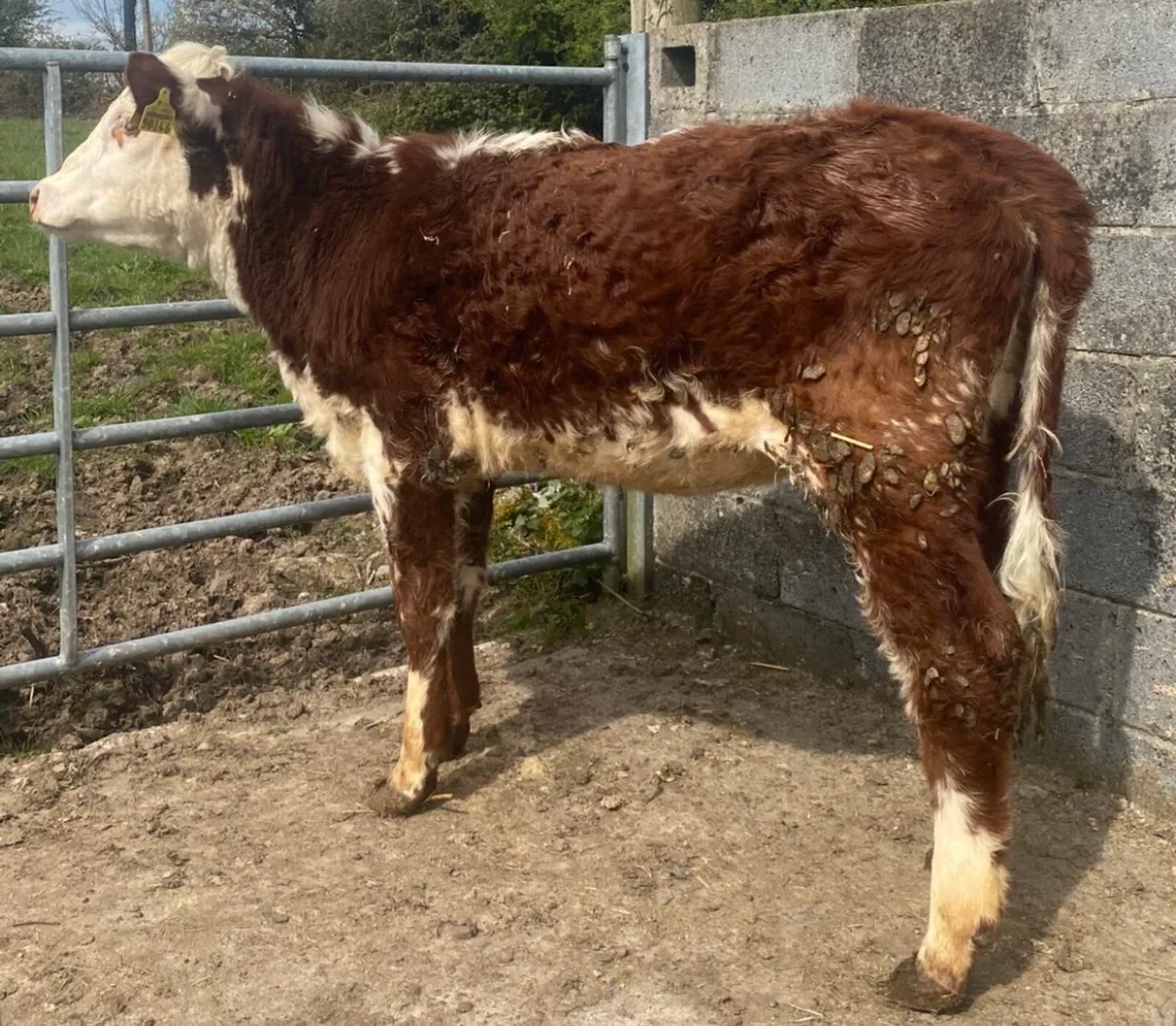 ⭐️Super roan heifer⭐️ - Image 3