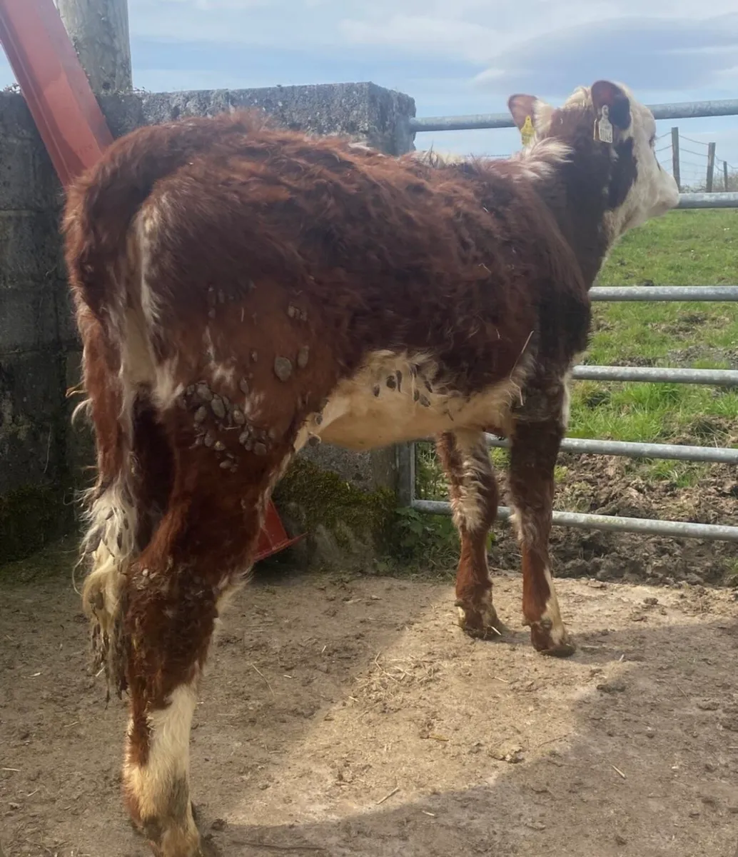 ⭐️Super roan heifer⭐️ - Image 4