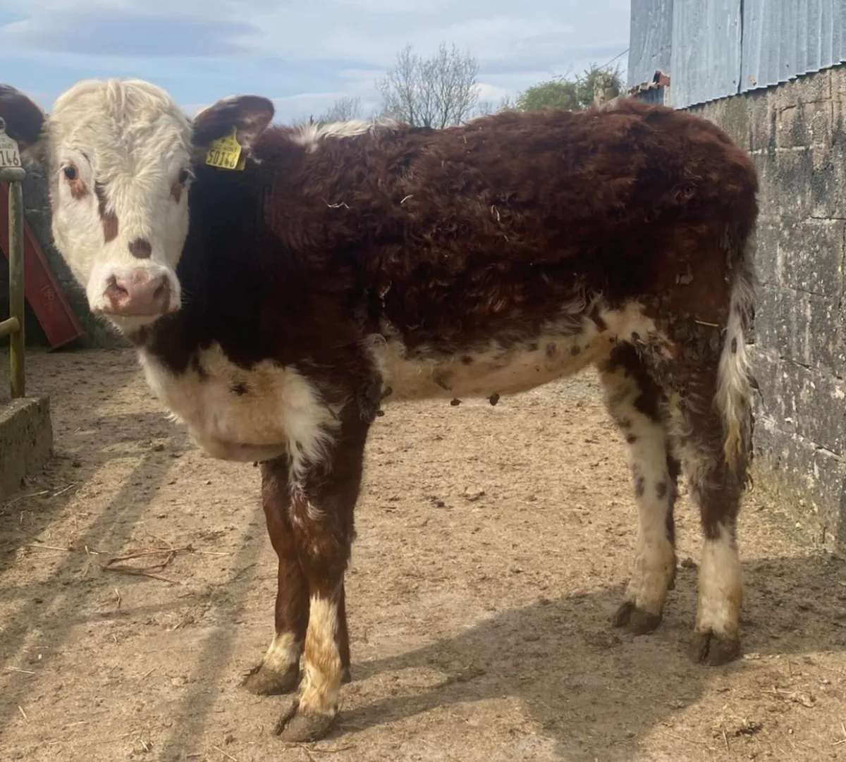 ⭐️Super roan heifer⭐️ - Image 2