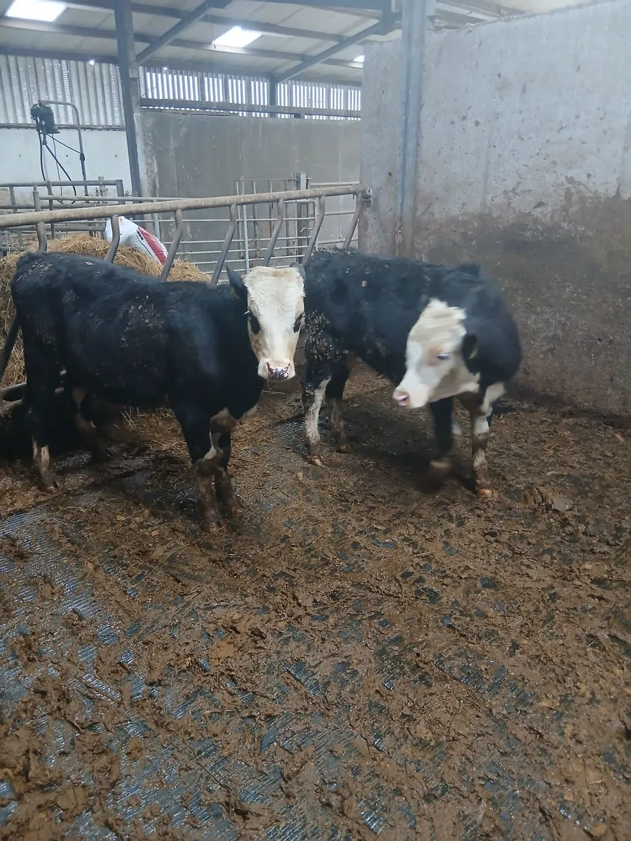 Bull wenlings - Image 1