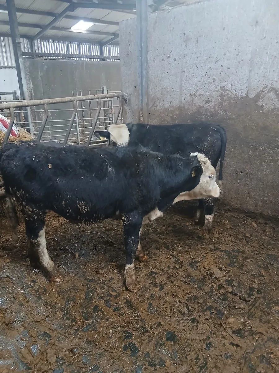 Bull wenlings - Image 2