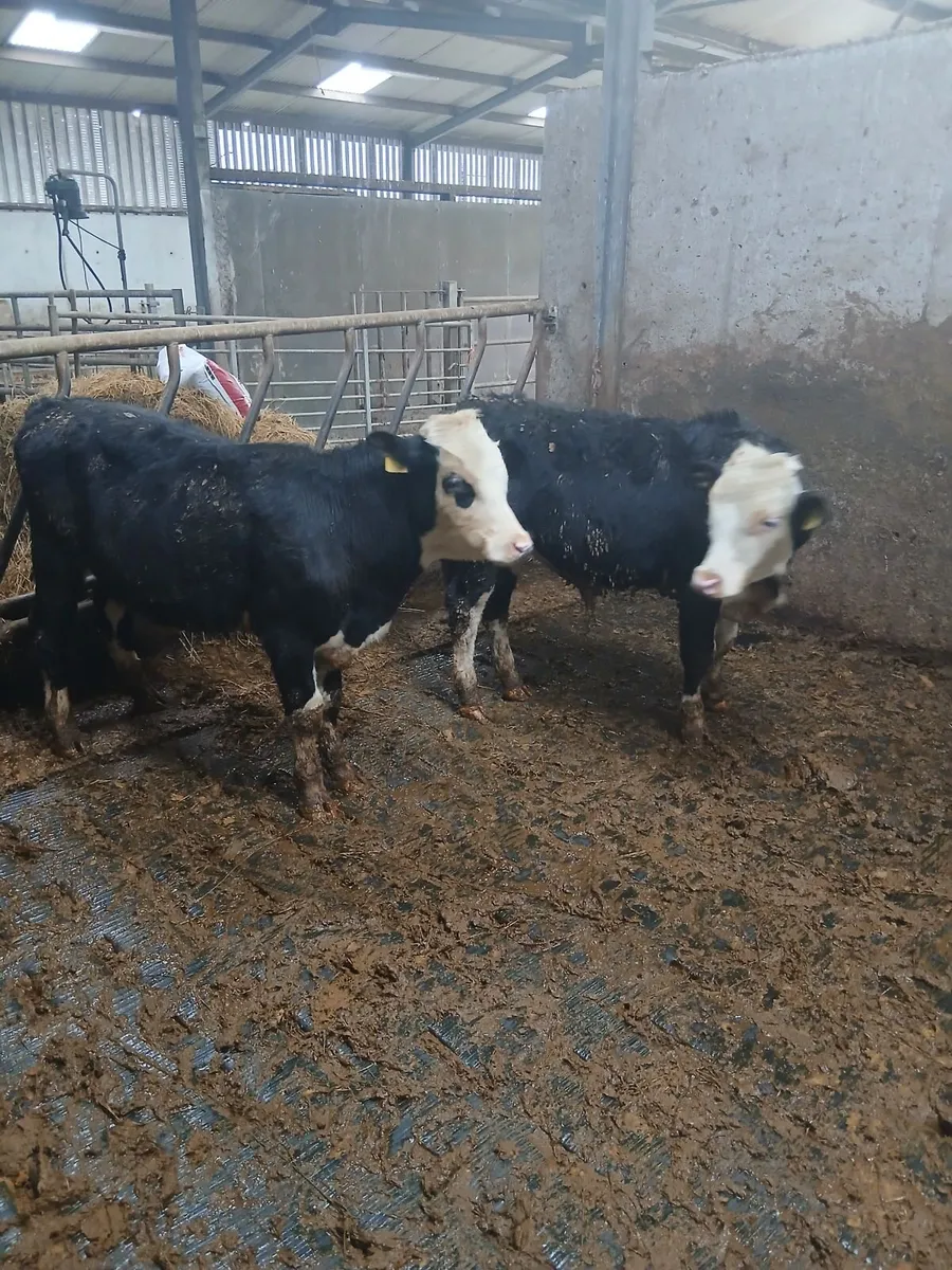 Bull wenlings - Image 3