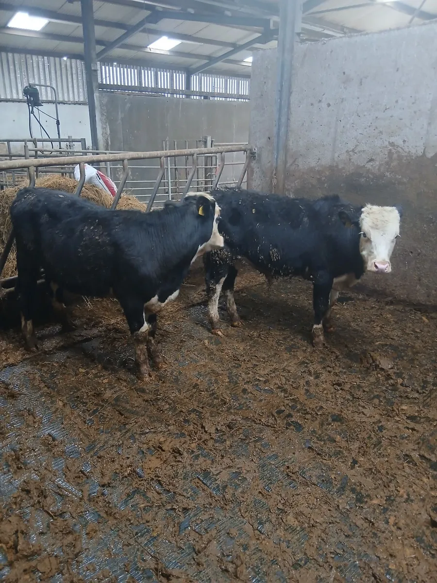 Bull wenlings - Image 4