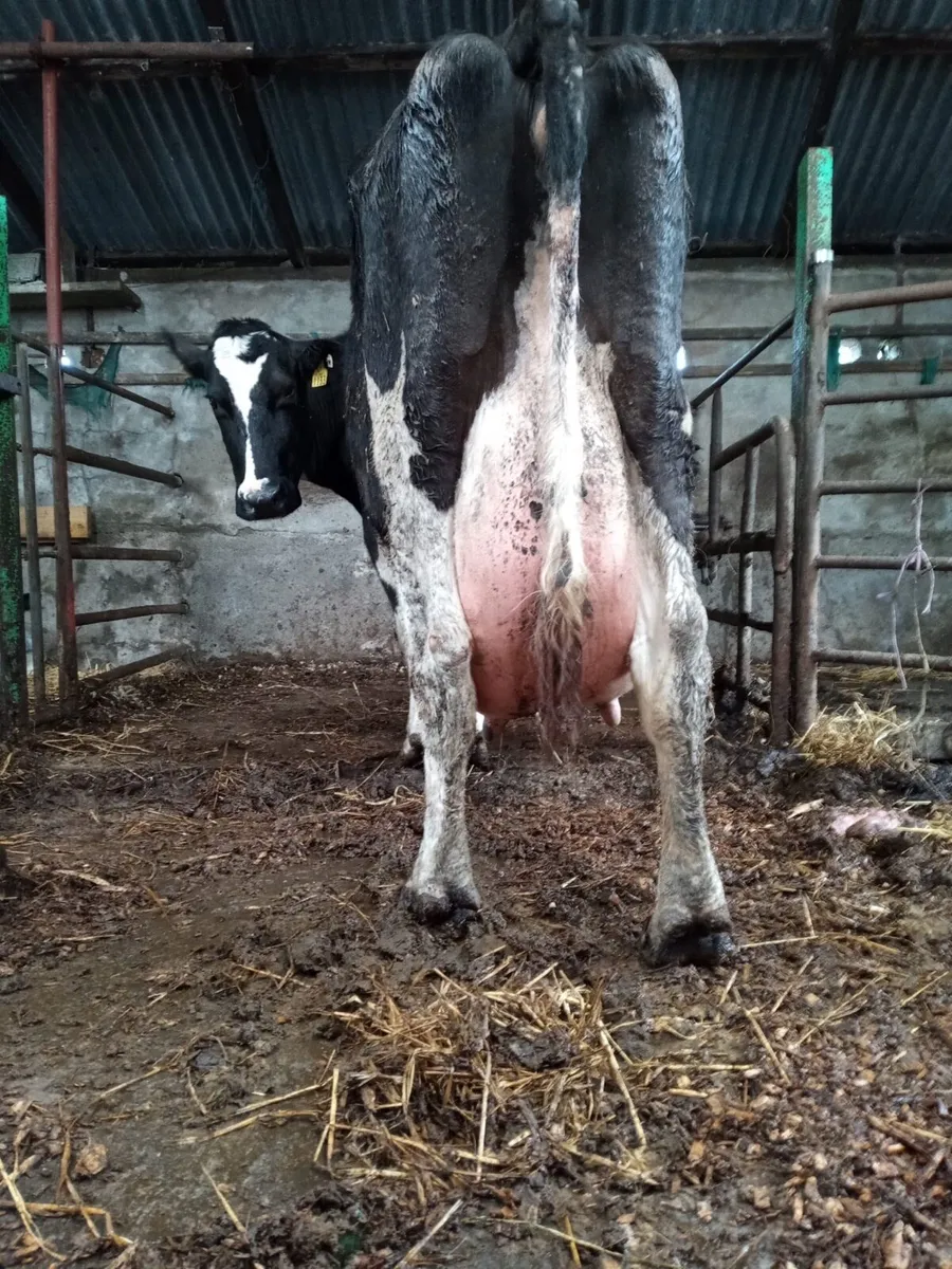 Fresian cow to rear calves - Image 3