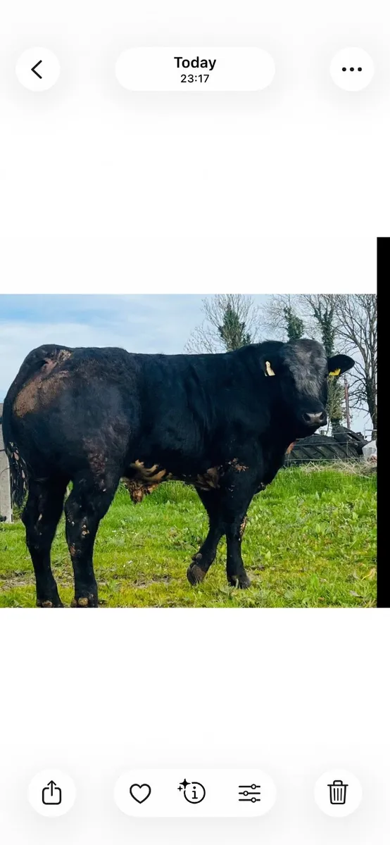 Hybrid Bull  for Sale - Image 3