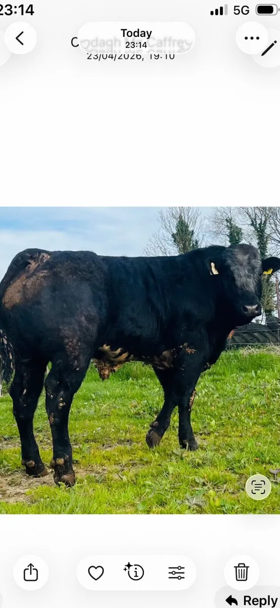 Hybrid Bull  for Sale - Image 4