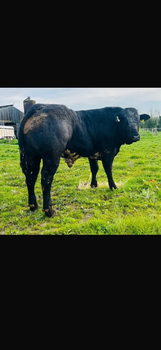 Hybrid Bull  for Sale - Image 1