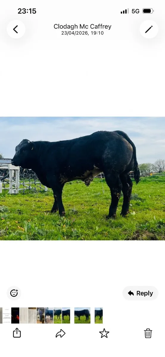 Hybrid Bull  for Sale - Image 2