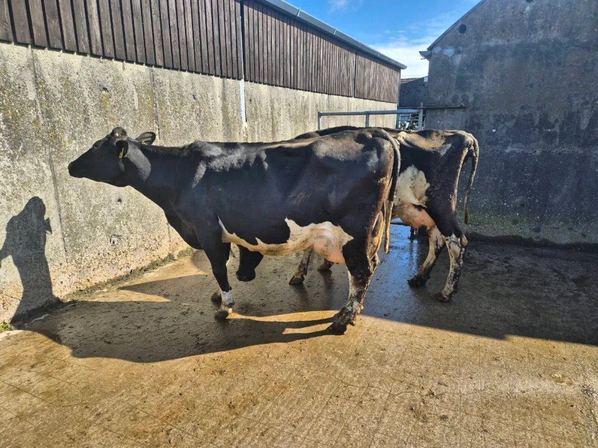 Cows for sale - Image 1