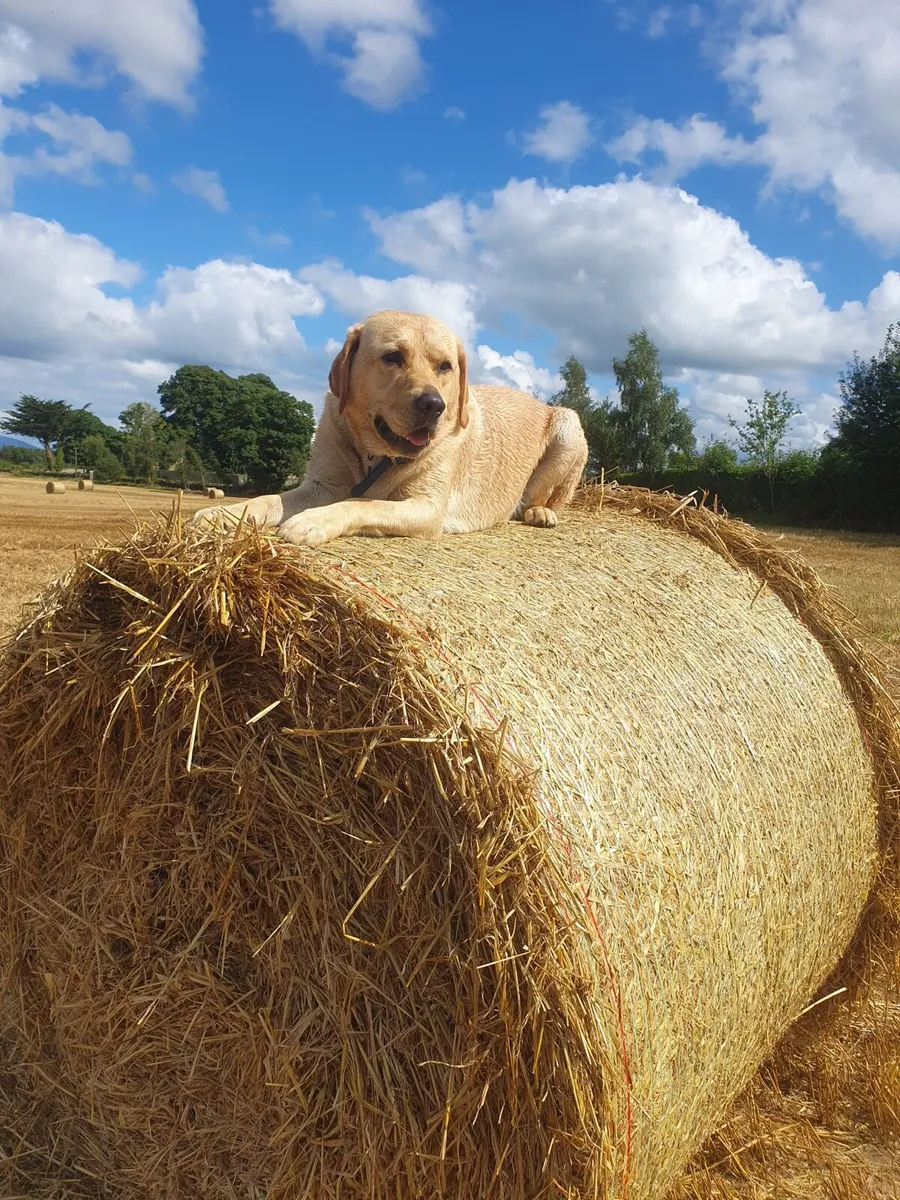 Hay and straw
