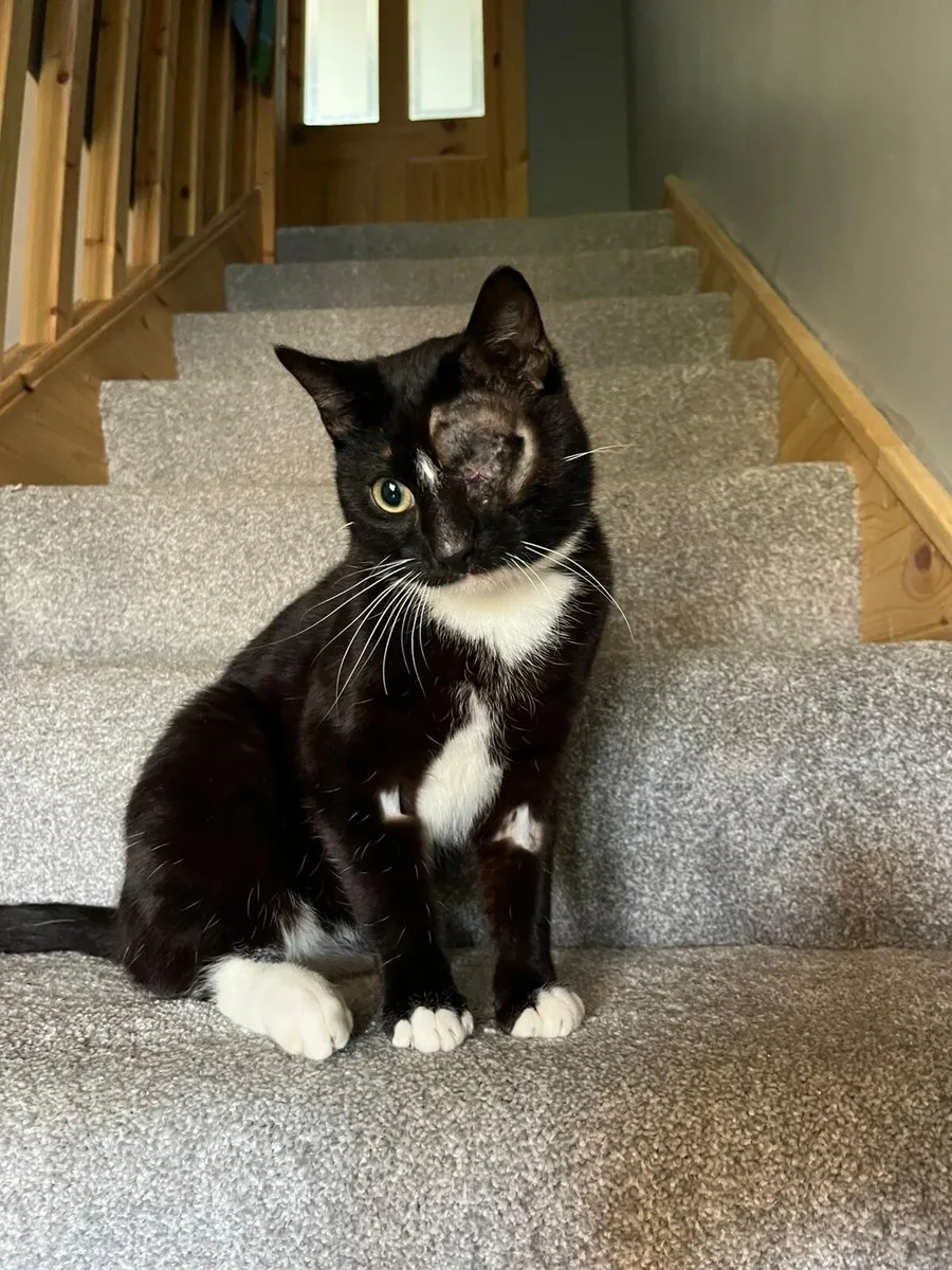 Figaro 1 y o cat for adoption - Image 1