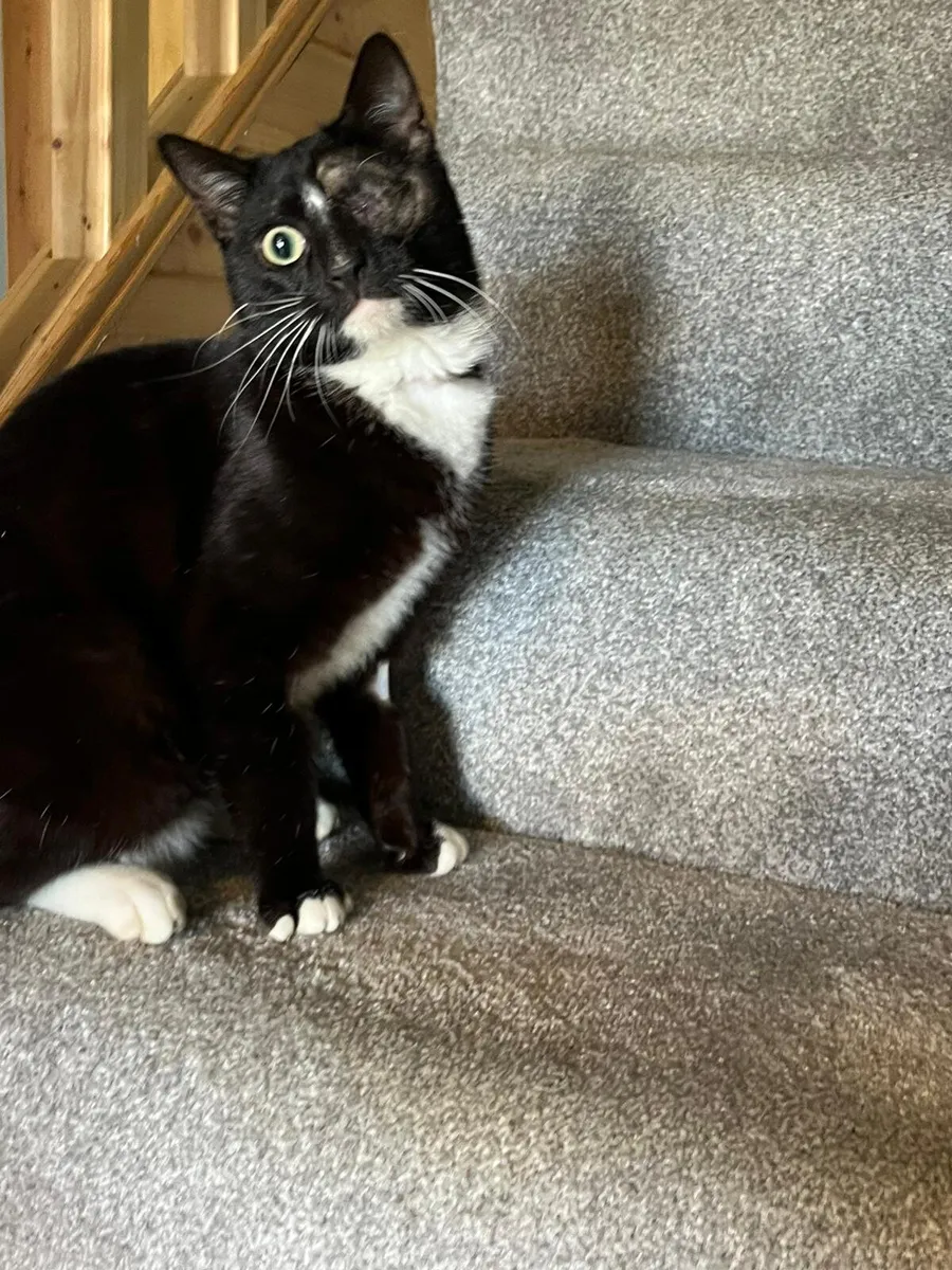 Figaro 1 y o cat for adoption - Image 2