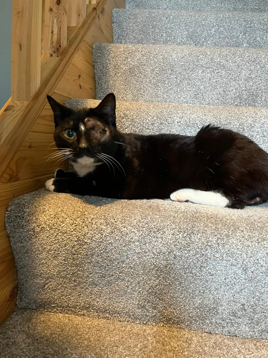 Figaro 1 y o cat for adoption - Image 3