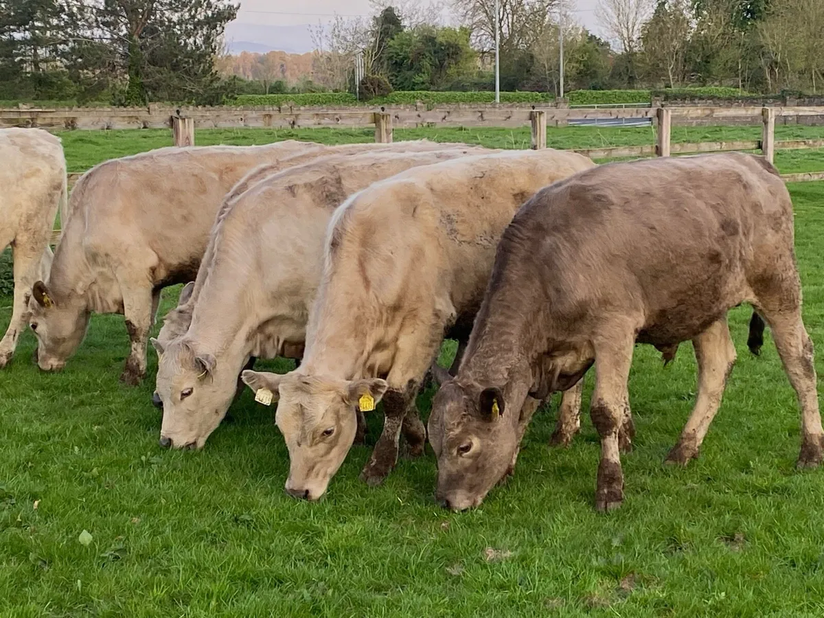 10 Charolais Bullocks 350kg @ Lissava - Image 2