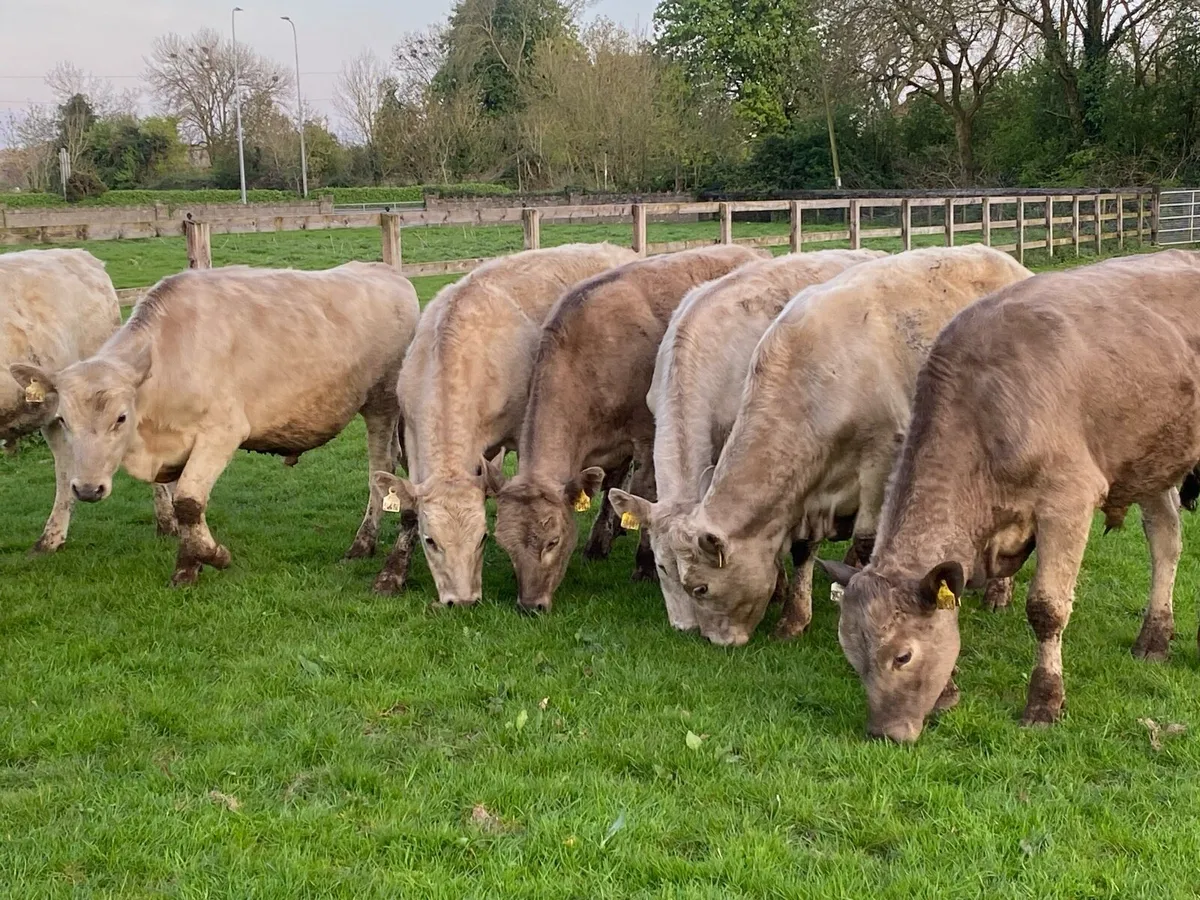 10 Charolais Bullocks 350kg @ Lissava - Image 3