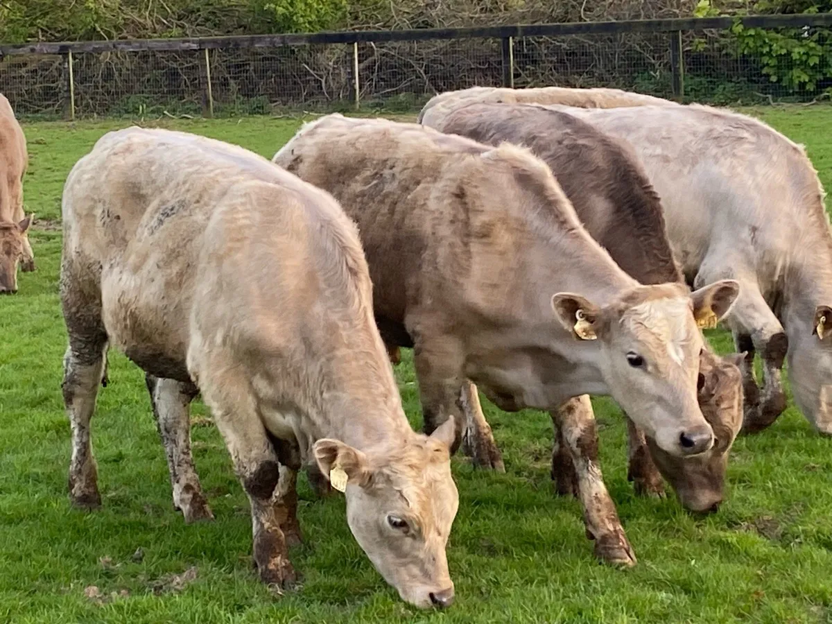 10 Charolais Bullocks 350kg @ Lissava - Image 4
