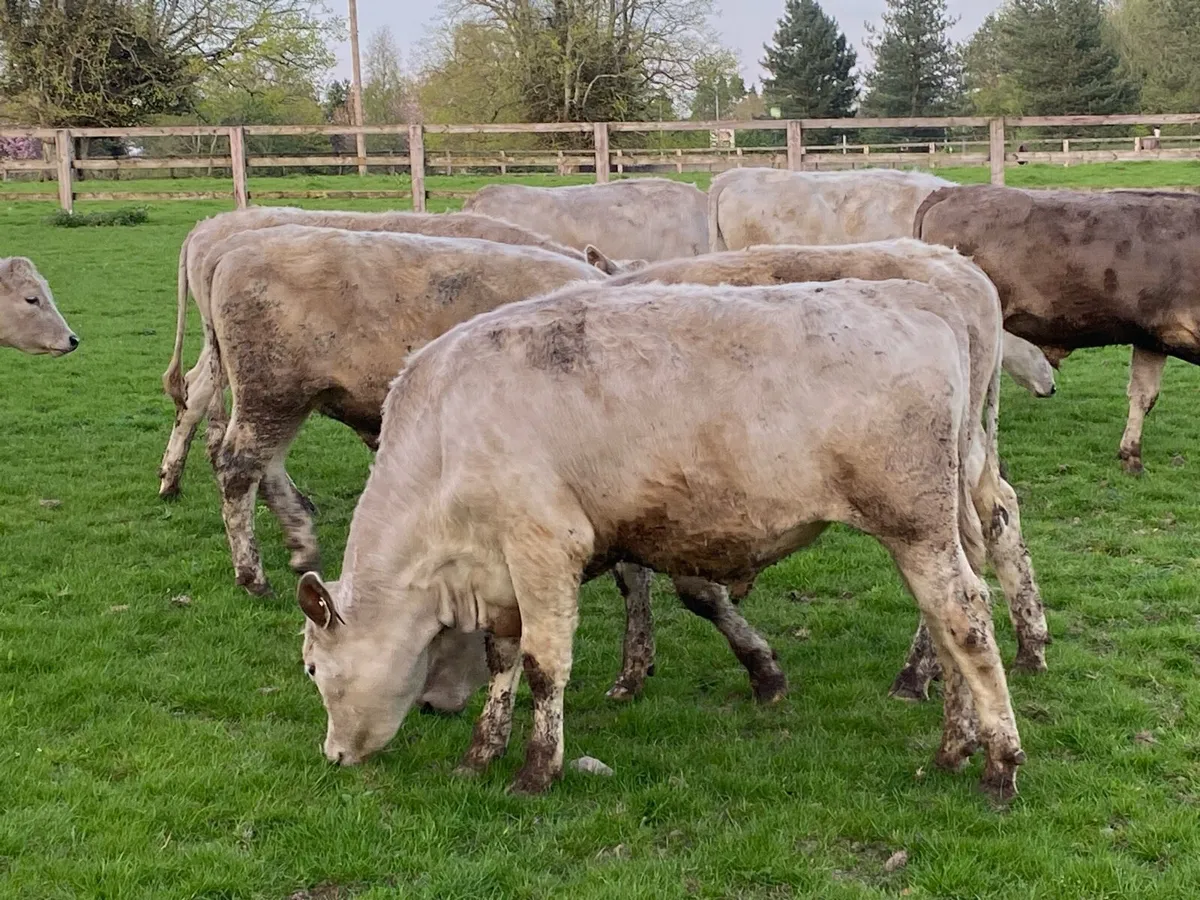10 Charolais Bullocks 350kg @ Lissava - Image 1