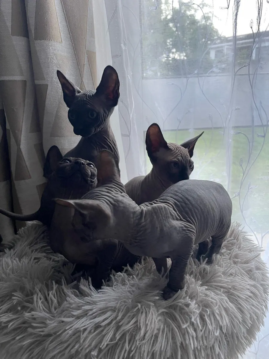 Sphynx  kittens - Image 1