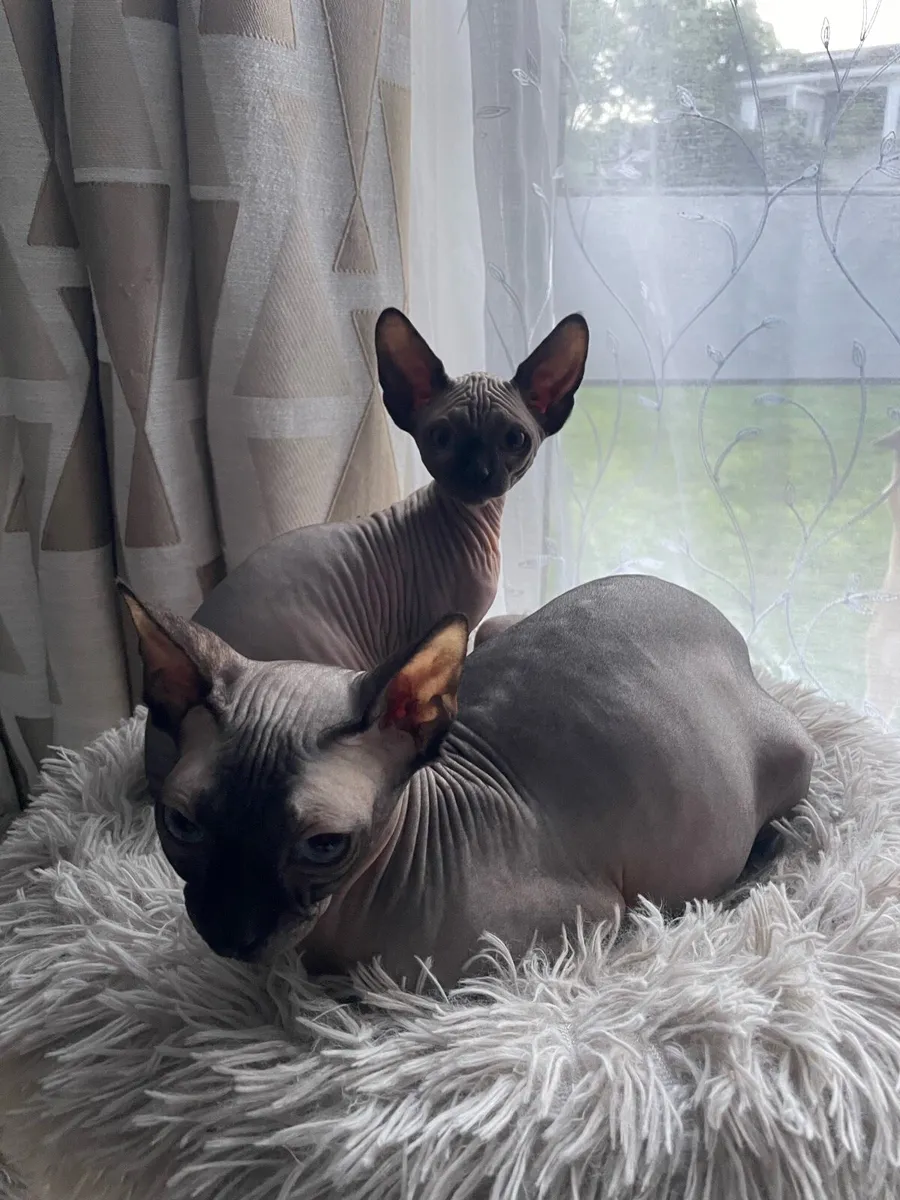 Sphynx  kittens - Image 3