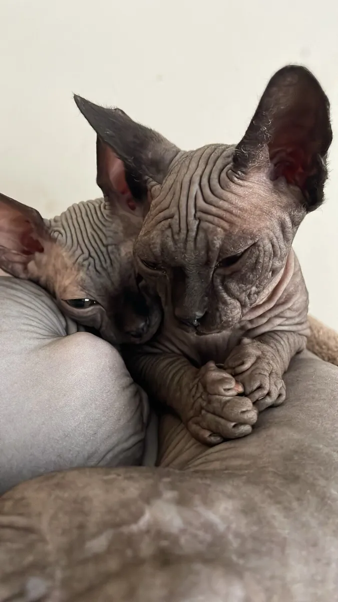 Sphynx  kittens - Image 4