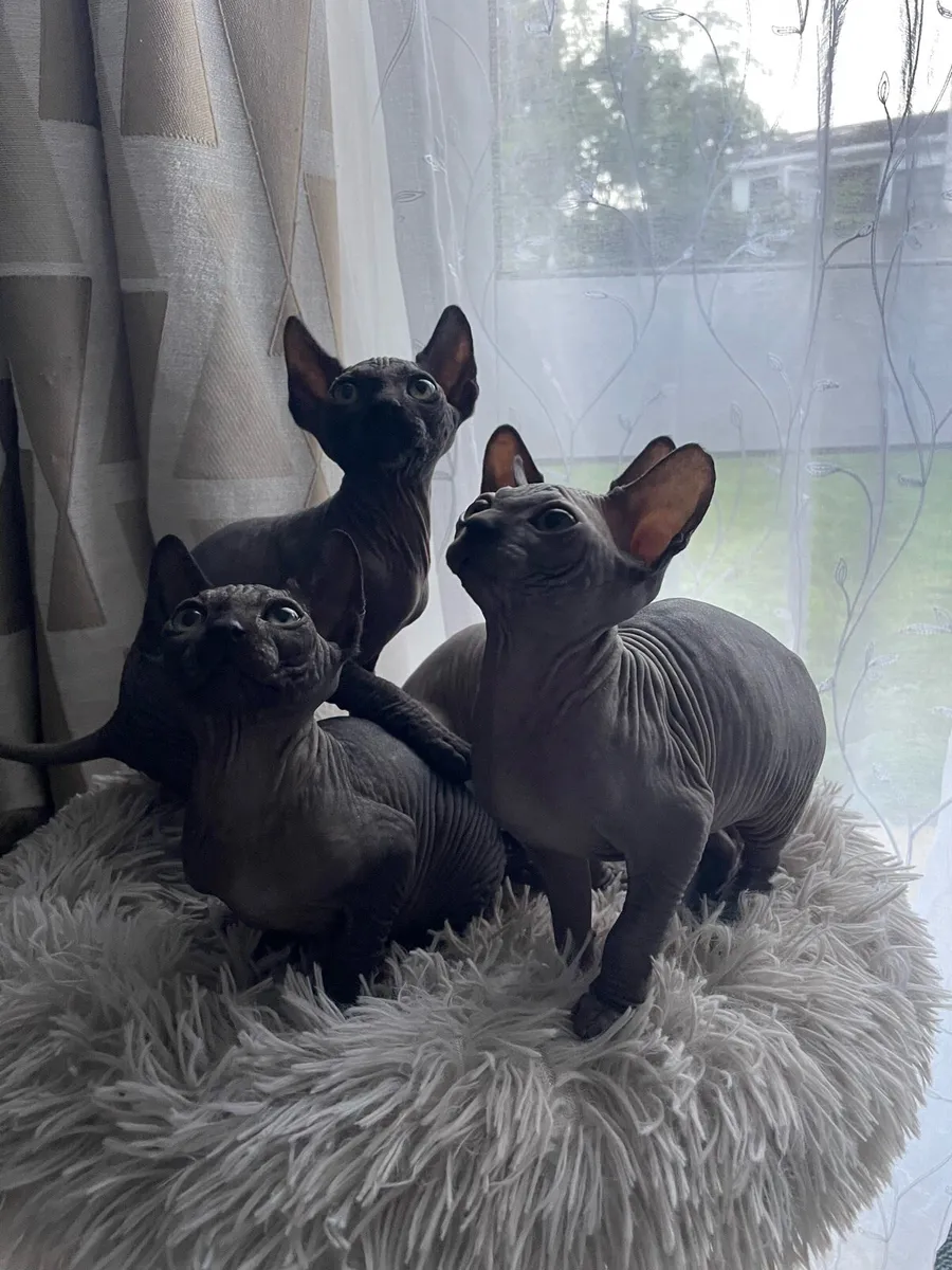 Sphynx  kittens - Image 2
