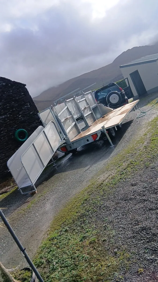 Sheep shearing service - Image 1