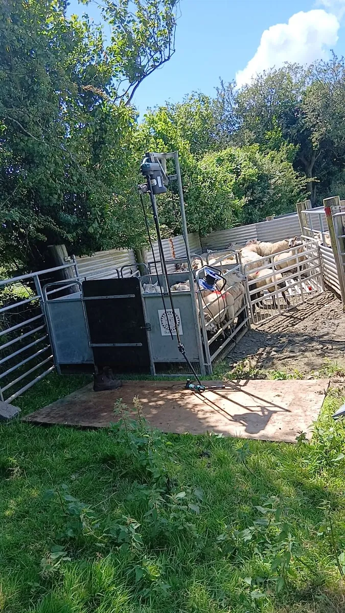 Sheep shearing service - Image 2