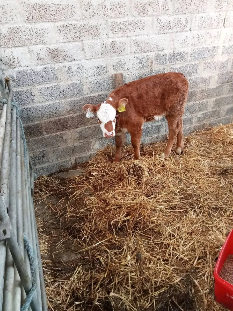Calf - Image 2