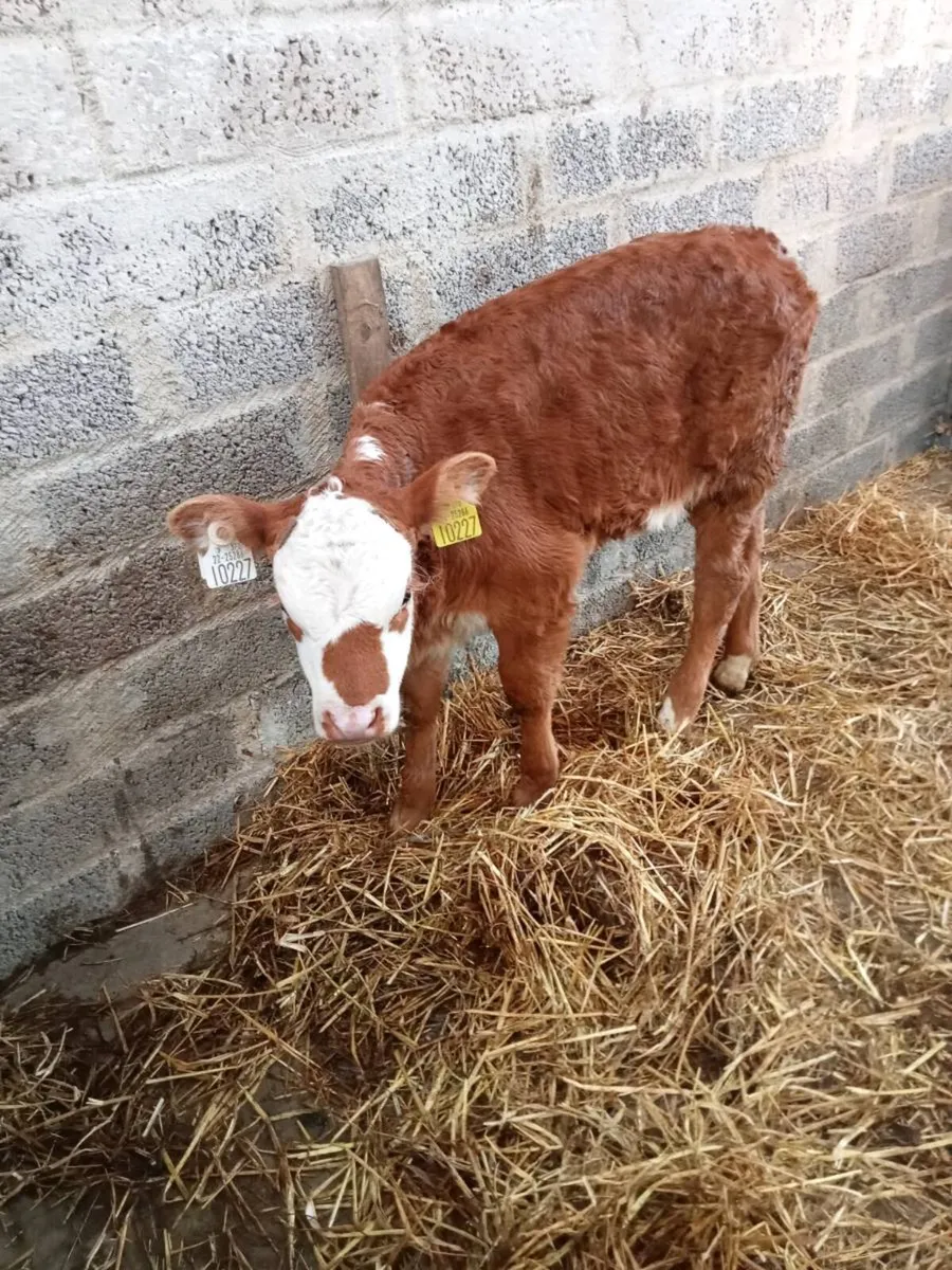 Calf - Image 3