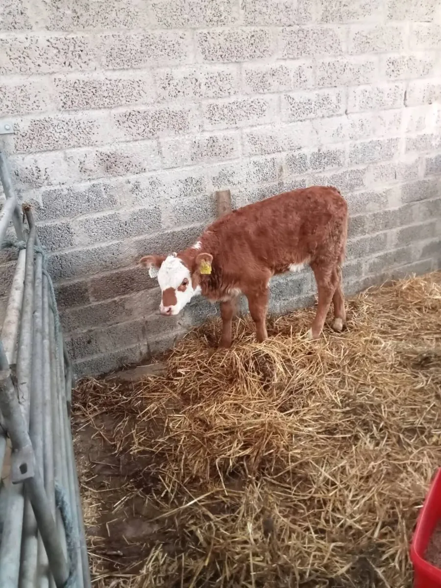 Calf - Image 1