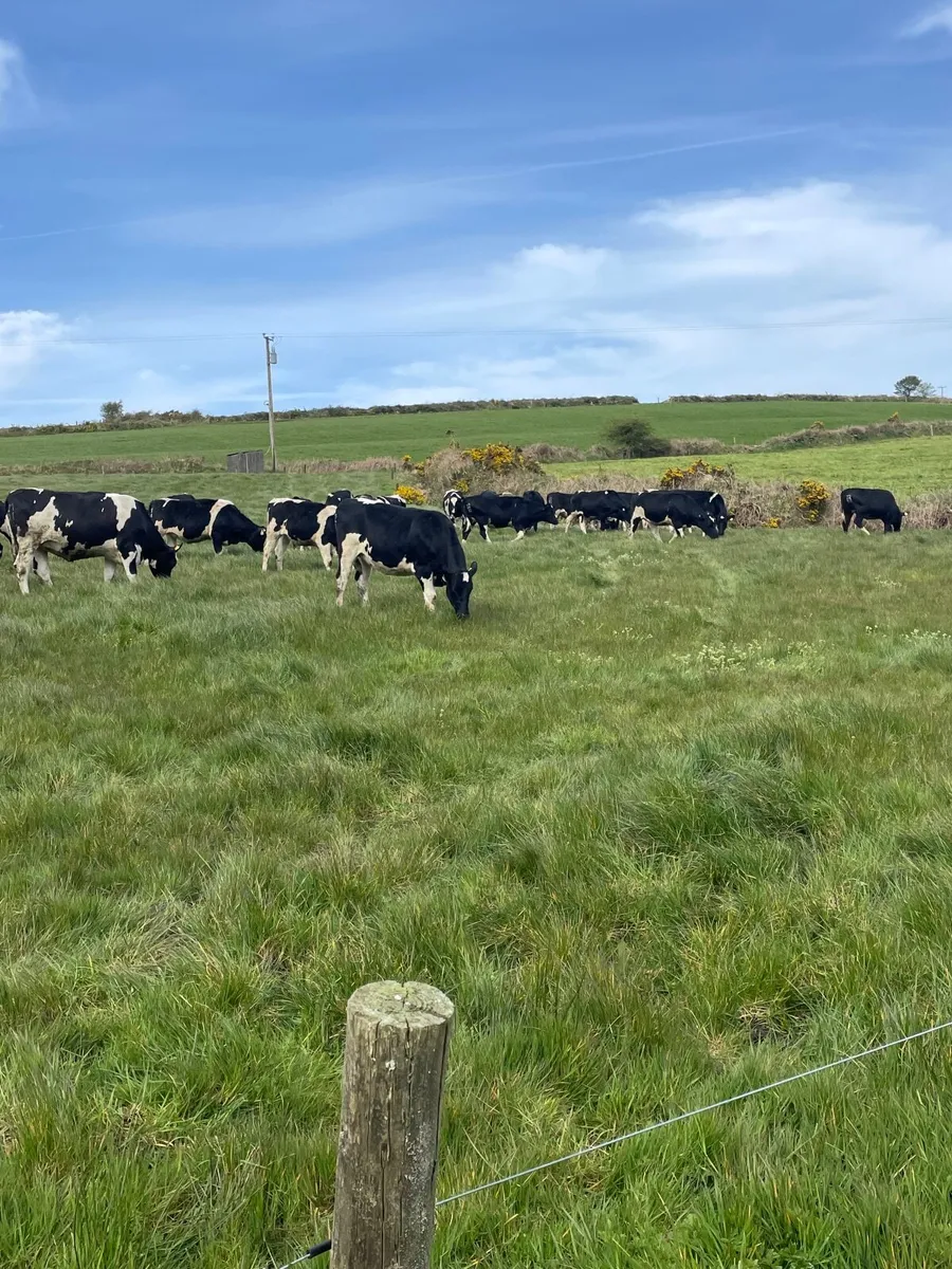 Maiden heifers for sale