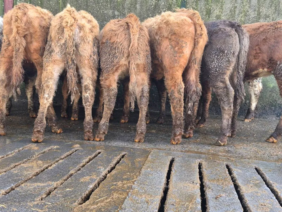 10 Super Heifer Weanlings - Image 1