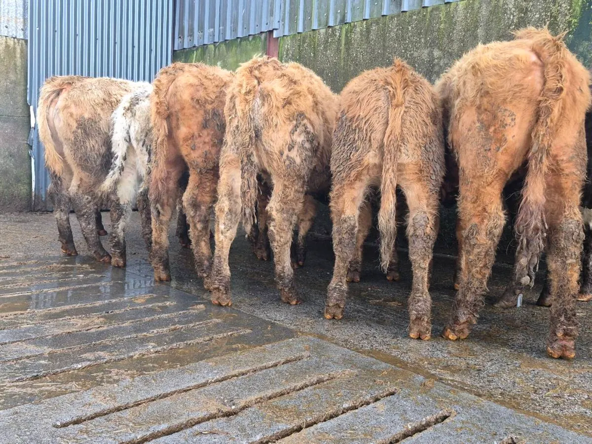 10 Super Heifer Weanlings - Image 3