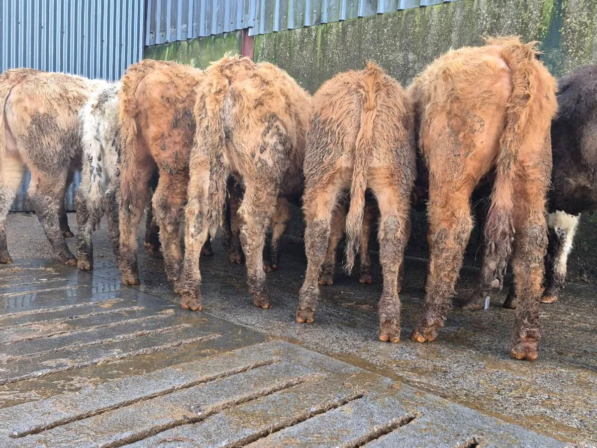 10 Super Heifer Weanlings - Image 4