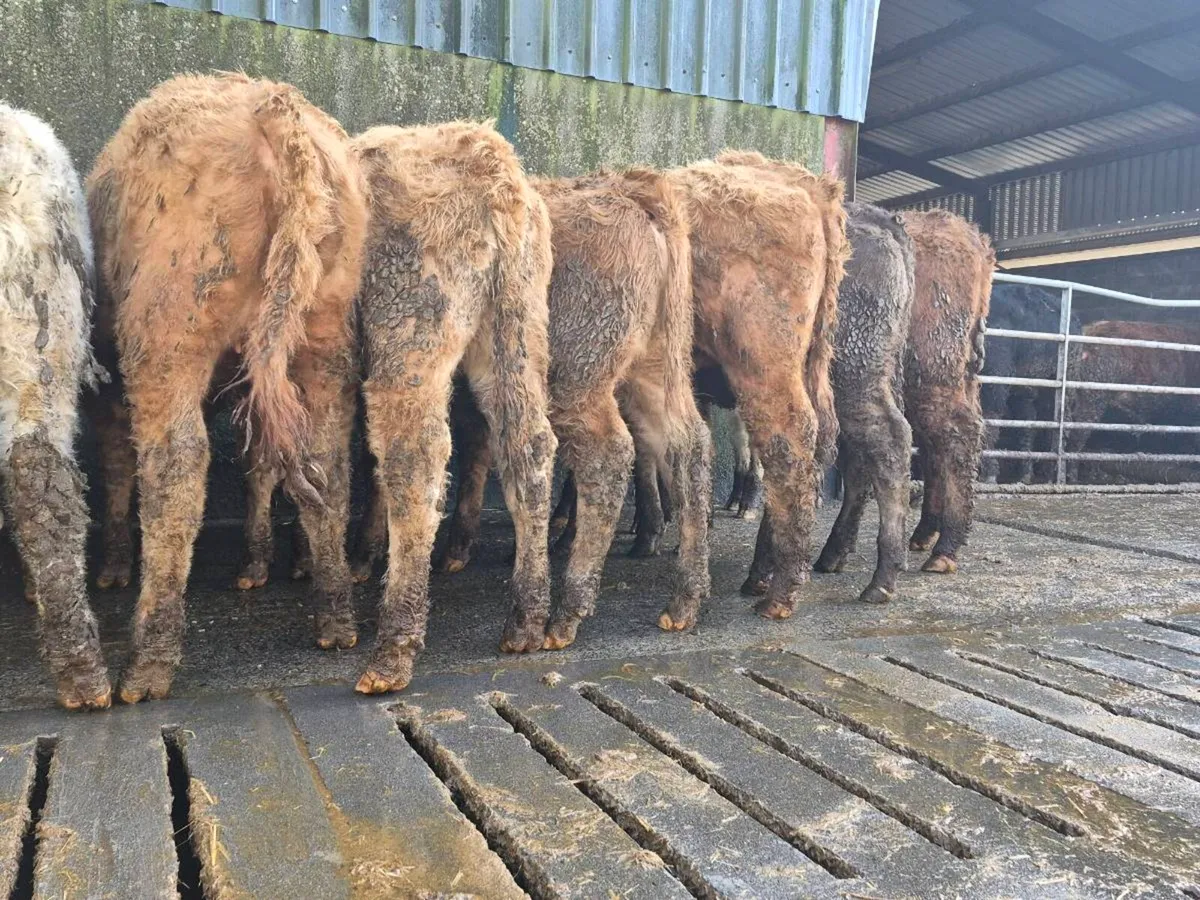 10 Super Heifer Weanlings - Image 2