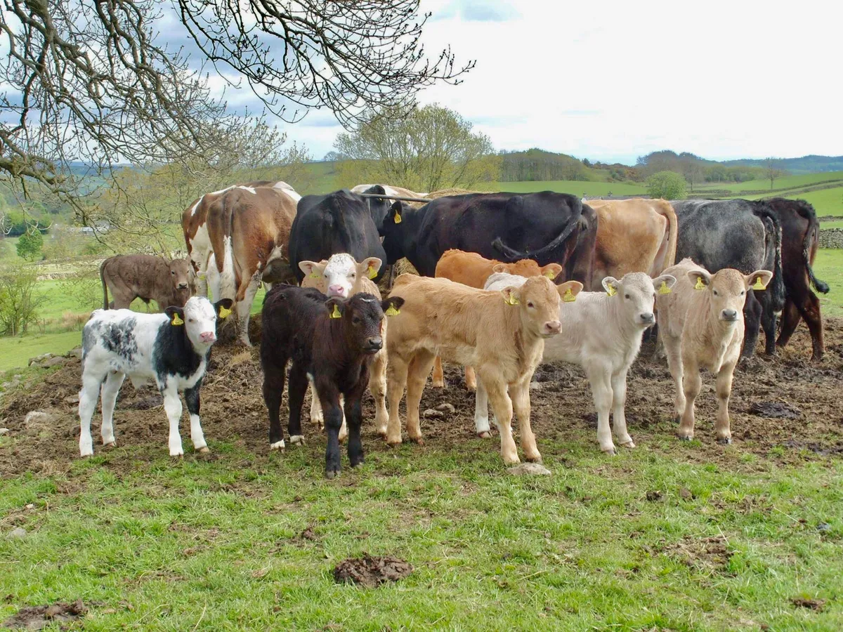 Bulls and Heifers - Image 1