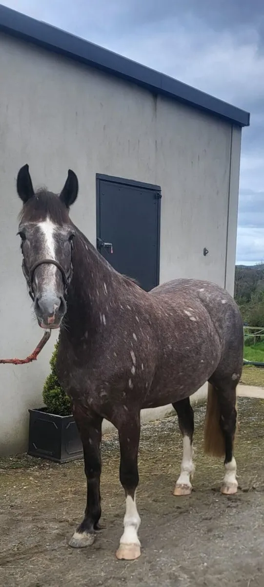 Irish Draught - Image 1