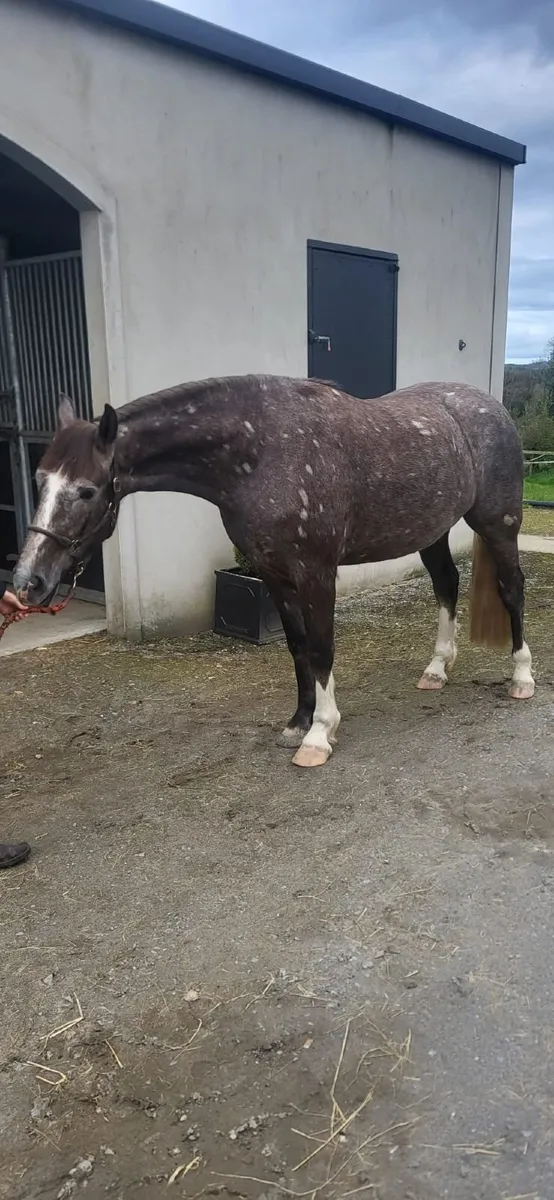 Irish Draught - Image 2