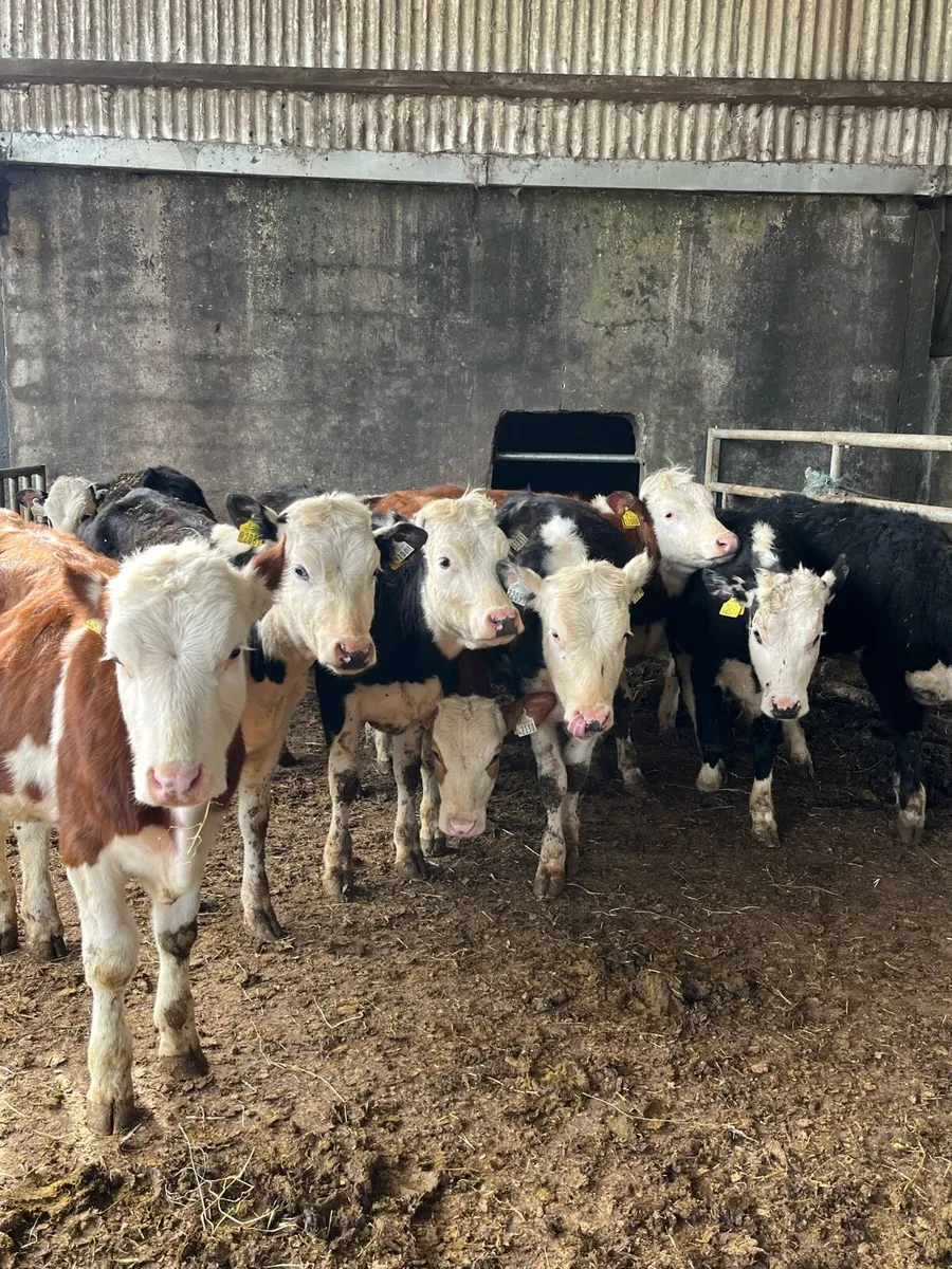 10 Hereford heifer weanlings 250kg - Image 3