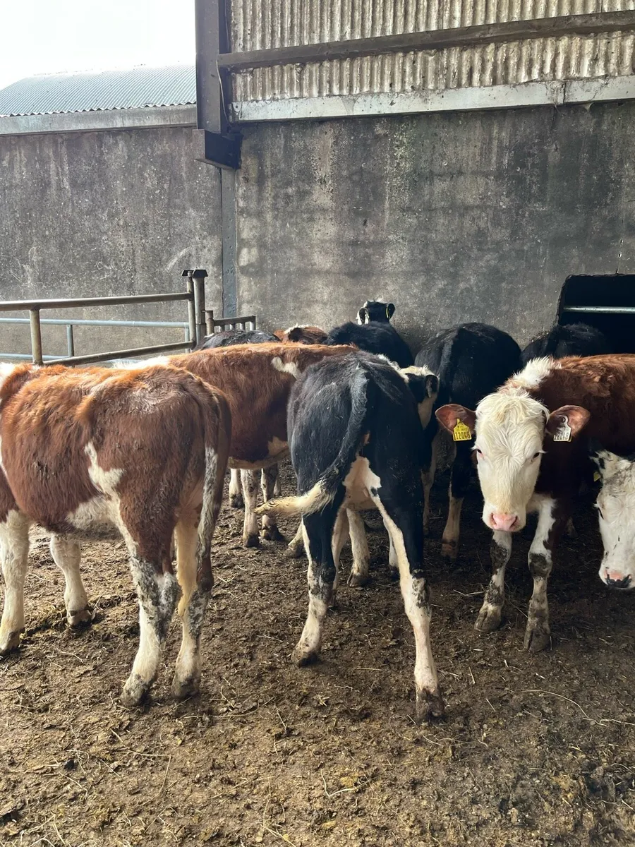 10 Hereford heifer weanlings 250kg - Image 4