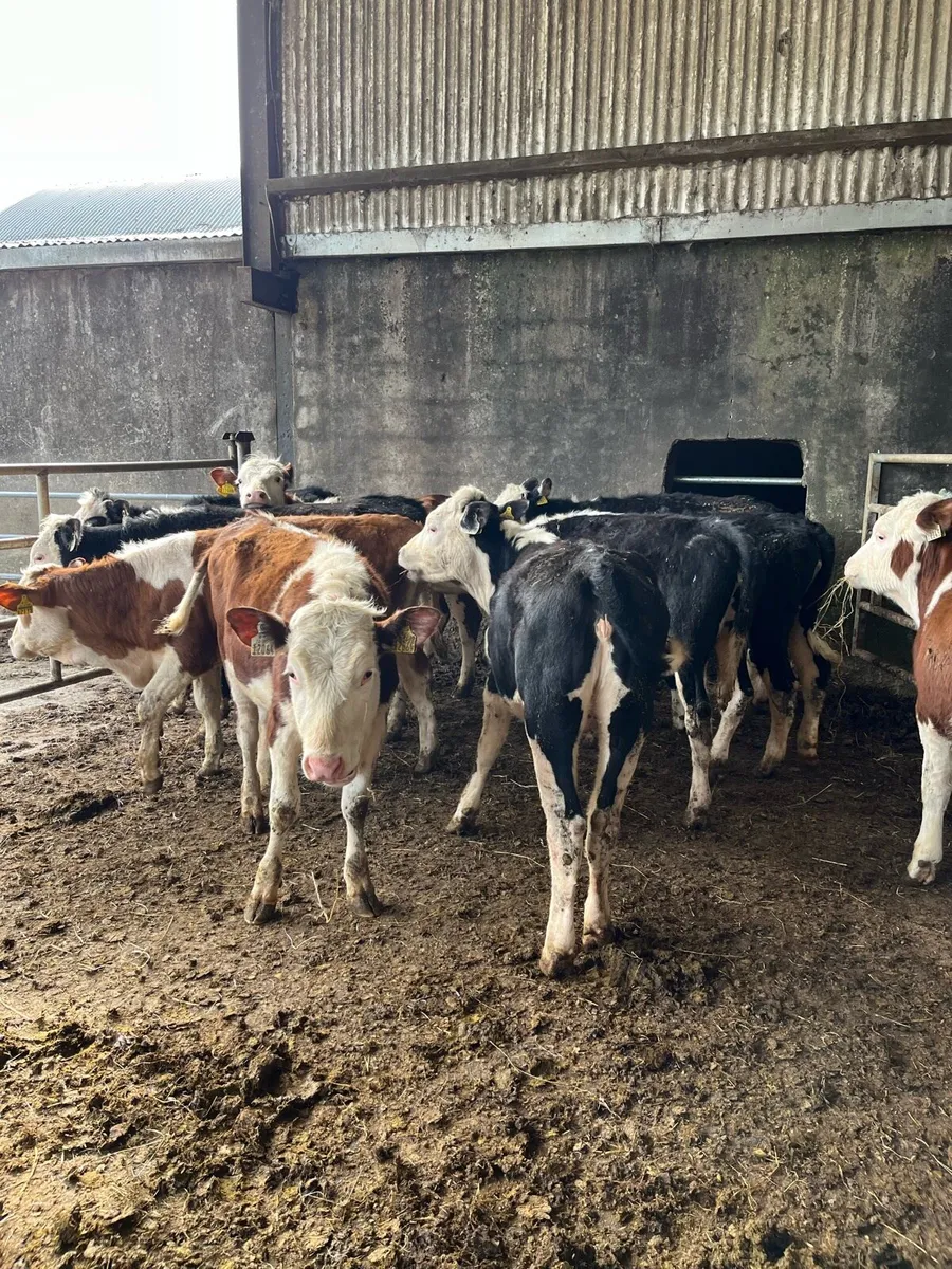 10 Hereford heifer weanlings 250kg - Image 1
